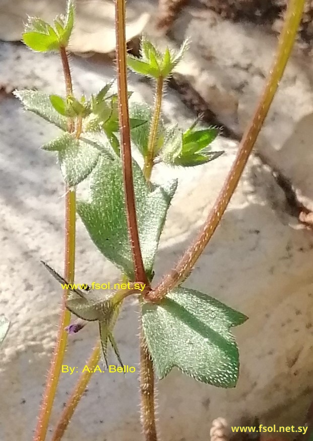 Campanula erinus  L.